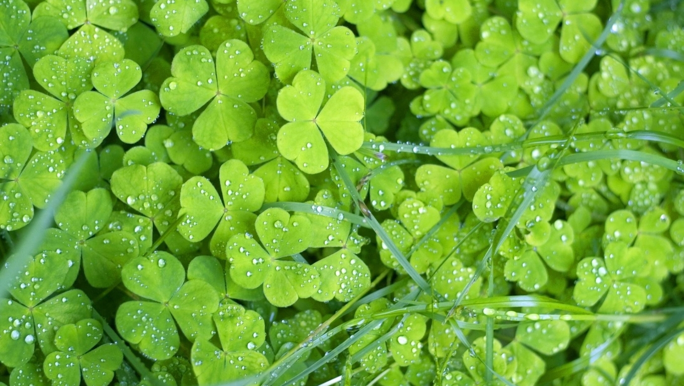 green-shamrock-clover-with-raindrops
